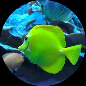 Meet your Posher, Leona